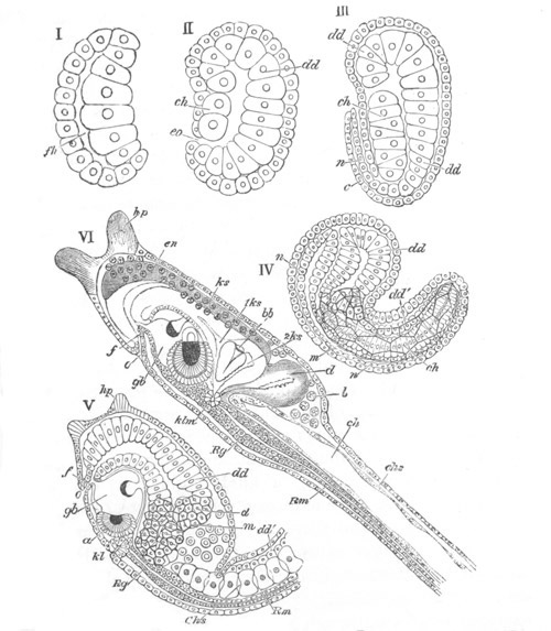 Illustration: Figure 8