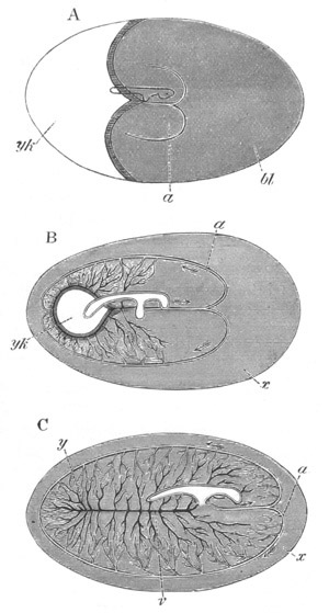 Illustration: Figure 30