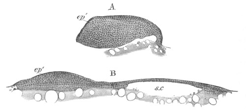 Illustration: Figure 31