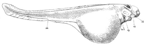 Illustration: Figure 53