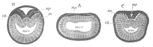 Illustration: Figure 190