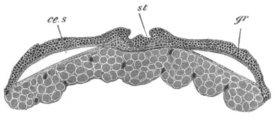 Illustration: Figure 244