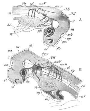 Illustration: Figure 307