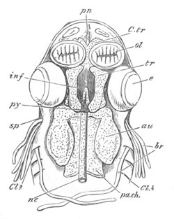 Illustration: Figure 323