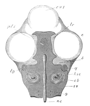 Illustration: Figure 325