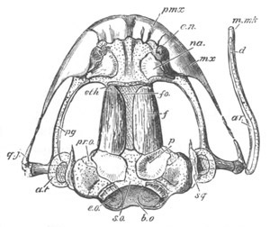 Illustration: Figure 340