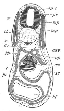 Illustration: Figure 352