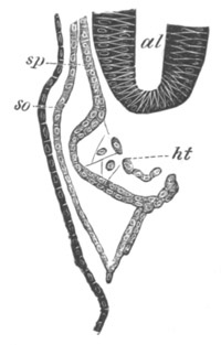 Illustration: Figure 356