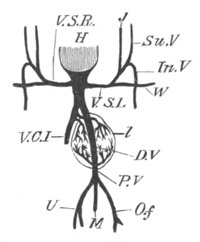 Illustration: Figure 372