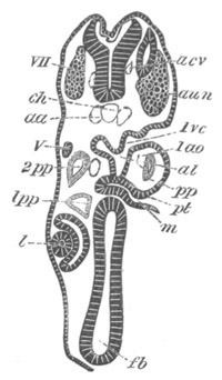 Illustration: Figure 381