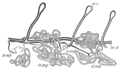 Illustration: Figure 391