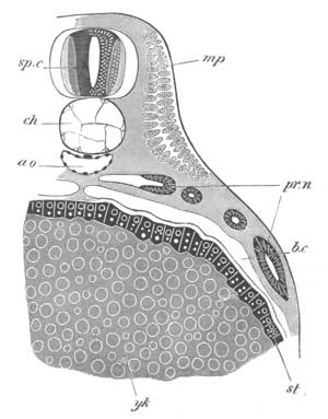 Illustration: Figure 398