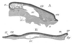 Illustration: Figure 16