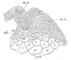 Illustration: Figure 39