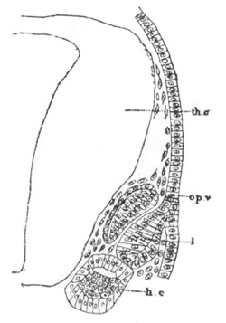 Illustration: Figure 45