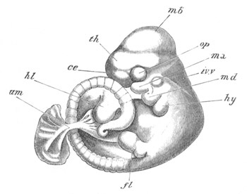 Illustration: Figure 146