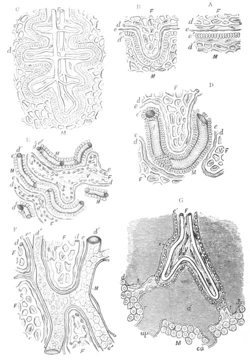 Illustration: Figure 161