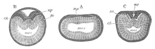 Illustration: Figure 211