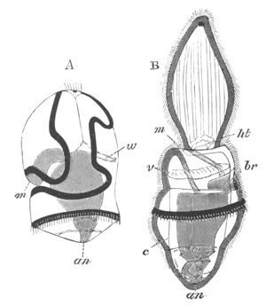 Illustration: Figure 229