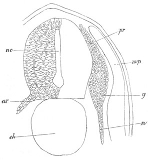 Illustration: Figure 267