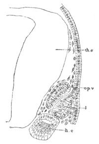 Illustration: Figure 291