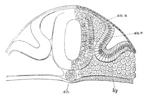 Illustration: Figure 300