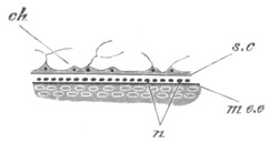 Illustration: Figure 316