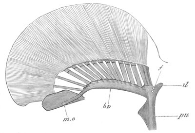 Illustration: Figure 347