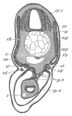 Illustration: Figure 351