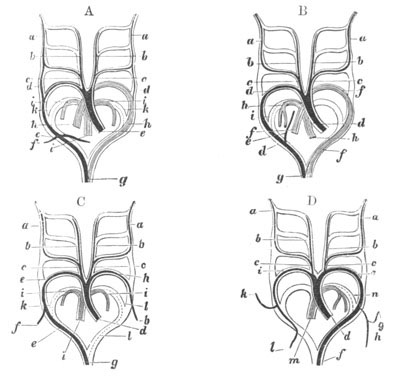 Illustration: Figure 366