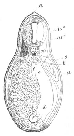 Illustration: Figure 399