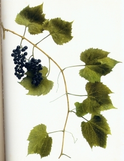 SHOOT OF VITIS RIPARIA