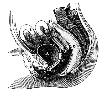 side view
of the Female Pelvis