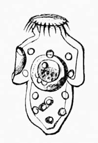 Illustration: Isolated scolex of Tænia echinococcus