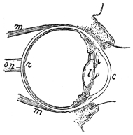 VERTICAL SECTION OF THE RIGHT EYE AND ITS LIDS

c, cornea; l, crystalline lens, its margin shielded by i, iris;
p, pupil; r, retina; m, muscles that move the eyeball; o. n.,
optic nerve. (From “Human Physiology,” Stiles.)