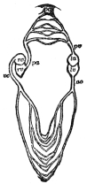 DIAGRAM SHOWING THE RELATION OF THE TWO HALVES OF THE
HEART

ra and rv, right auricle and ventricle; la and lv, left auricle
and ventricle; ao, aorta; vc, venæ cavæ; pa, pulmonary artery;
pc, pulmonary capillaries; pv, pulmonary vein. (Martin’s “Human
Body.”)