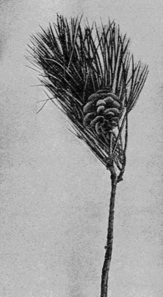 twig with
pinecone and needles