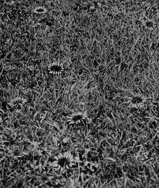 low
dandelions blooming