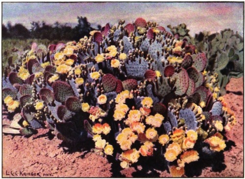 The prickly pear (Opuntia chlorotica santarita) of the
desert in the American Southwest.

(This painting was kindly loaned by Dr. David Griffiths of the United
States Department of Agriculture and reprinted here through the courtesy
of the Journal of the International Garden Club, where it first
appeared.)

Courtesy Journal of the International Garden Club