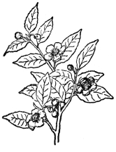 FIG. 99.—TEA

(Camellia Thea)

A shrub or small tree with white fragrant flowers.