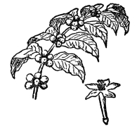 FIG. 100.—COFFEE

(Coffea arabica)

The coffee beans are contained in a red berry.