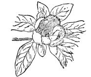 FIG. 110.—COMMON LAUREL MAGNOLIA

(Magnolia virginiana)

The fossil record tells us that probably the first flowering plant was
some ancestor of magnolia.