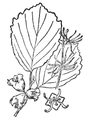 FIG. 111.—THE WITCH-HAZEL

(Hamamelis virginiana)

Is a fall or winter flowering plant which shoots its seed sometimes as
much as thirty feet. Native of eastern North America.