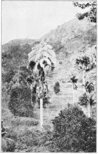 Plants of the Palm Family, Palmaceæ, in Ceylon. They
are the talipot palm (Corypha umbraculifera), the fiber from the wood
of which is used in India for paper making. (After Reinhardt. Courtesy
of Brooklyn Botanic Garden.)