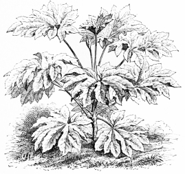 Image not available: Aralia papyrifera.