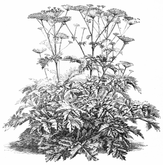 Image not available: HERACLEUM

Coarse herbaceous Type; foliage perishing late in summer.