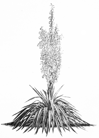 Image not available: YUCCA PENDULA.

Hardy evergreen fine-foliaged Type.