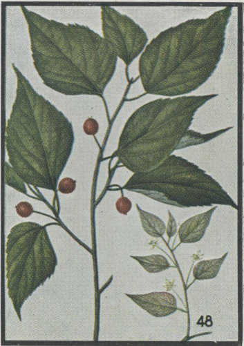 Common Hackberry