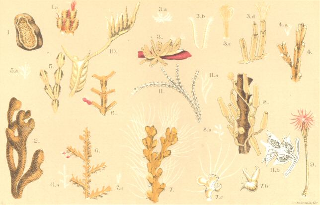 Plate 1: Flustra Lineata etc.