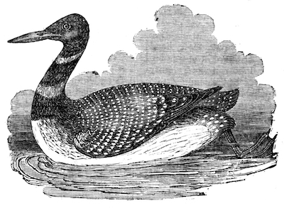 Loon